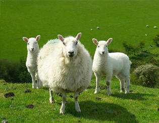 Visit UK’s organic farm