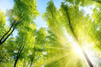 Tree Partner Eco-Adventure Programme