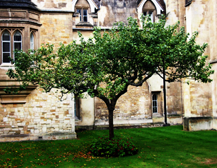 Feel the spirit of scientific exploration by visiting Newton’s apple tree and the place of DNA discovery